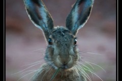 Hare