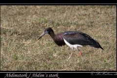 Abdimstork / Abdim´s stork