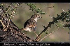 Afrikansk Storpiber / Plain Backed Pipit