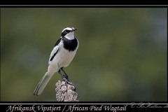 Afrikansk Vipstjert / African Pied Wagtail