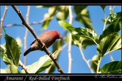 Amarant /  Red-Billed Firefinch