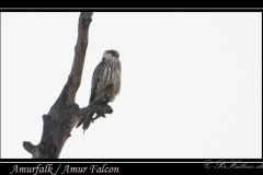 Amurfalk / Amur Falcon