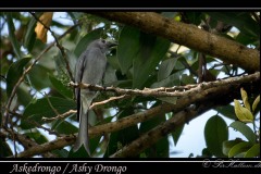 Askedrongo / Ashy Drongo