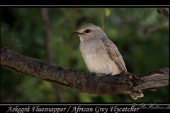 Askegrå Fluesnapper / African Grey Flycatcher