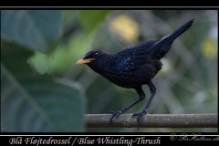 Blå Fløjtedrossel / Blue Whistling-Thrush