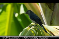 Brillefluesnapper / White-eyed slaty flycatcher