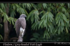 Flodørn / Grey-headed Fish Eagle