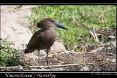 Hammerhoved / Hamerkop