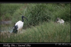 Hellig Ibis / Sacred Ibis