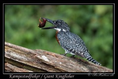 Kæmpestødfisker / Giant Kingfisher