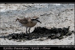 Kittlitz Præstekrave / Kittlit´s Plover