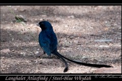 anghalet Atlasfinke / Steel-Blue Whydah