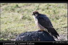 Lannerfalk / Lanner Falcon