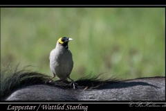 Lappestær / Wattled starling