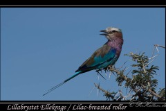 Lillabrystet Ellekrage / Lilac-breasted roller