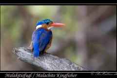 Malakitisfugl / Malachite kingfisher