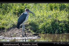 Marabou Stork / Marabustork