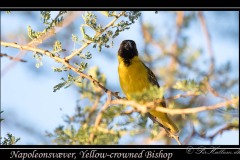 Napoleonsvæver, Yellow-crowned Bishop