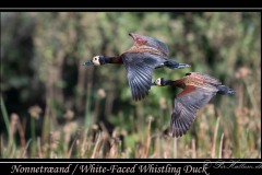 Nonnetræand / White-Faced Whistling Duck