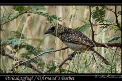 Perleskægfugl /  D´Arnaud´s Barbet