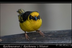 Reichowvæver / Reichenow´s Weaver