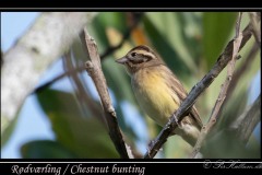 Rødværling / Chestnut bunting