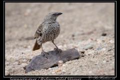 Serengetivæver / Rufous-Tailed Weaver