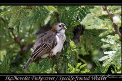 Skælhovedet Finkevæver / Speckle-fronted Weaver