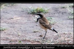 Sortbrystet Stenpikker /  Capped Wheatear