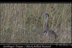 Sortbuget Trappe / Black-bellied bustard