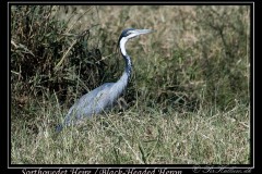 Sorthovedet Hejre / Black-Headed Heron