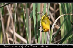 Tavetavæver / Golden Taveta Weaver