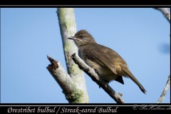 Ørestribet bulbul / Streak-eared Bulbul