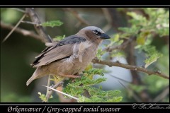 Ørkenvæver / Grey-capped social weaver