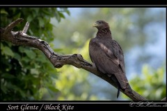 Sort Glente / Black Kite