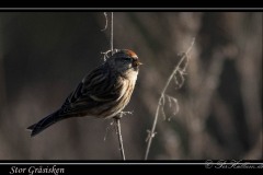 Gråsisken ♀