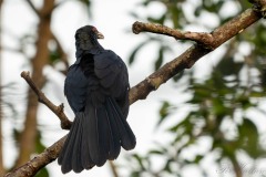 Koel / Asian Koel