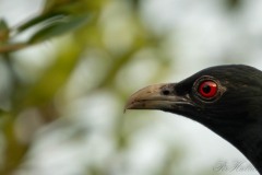 Koel / Asian Koel