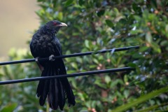 Koel / Asian Koel