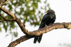 Koel / Asian Koel