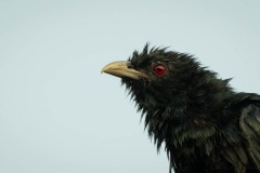 Koel / Asian Koel