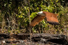 Brahmin Glente / Brahminy Kite