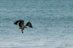 Hvidbrystet havørn /  White-bellied sea eagle