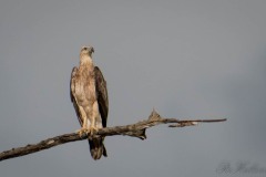 Hvidbrystet Havørn / White-bellied sea eagle