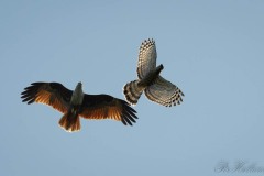 Stor Baza / Jerdon´s Baza VS Brahmin Glente / Brahminy Kite