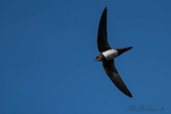 Alpesejler / Alpine Swift