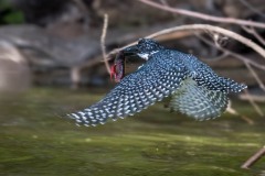 Kæmpestødfisker / Giant Kingfisher