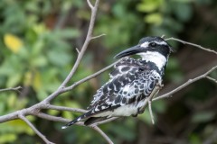 Gråfisker / Pied Kingfisher