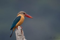 Blåvinget Storkenæbsisfugl / Stork-billed Kingfisher