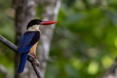 Hvidhalset Smyrnaisfugl / Black-capped Kingfisher